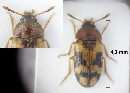 Mycetophagus salicis